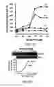 Fig. 05 - Induced activation in dendritic cells