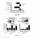 Fig. 08 - Induced activation in dendritic cells