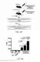 Fig. 09 - Induced activation in dendritic cells