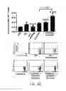 Fig. 10 - Induced activation in dendritic cells