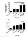 Fig. 15 - Induced activation in dendritic cells