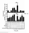 Fig. 17 - Induced activation in dendritic cells