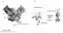 Fig. 02 - Multi-specific antibodies for cross-neutralization of multiple filovirus glycoproteins