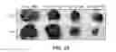 Fig. 26 - Copper-cysteamine and methods of use
