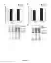 Fig. 16 - Nitric Oxide Donors