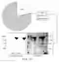 Fig. 04 - Methods of making lyophilized compositions comprising albumin-VEGF paclitaxel nanoparticle complexes