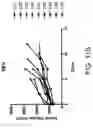 Fig. 40 - Methods of making lyophilized compositions comprising albumin-VEGF paclitaxel nanoparticle complexes