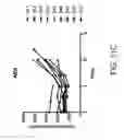 Fig. 41 - Albumin-CTLA-4 paclitaxel nanopartilce complex compositions and methods of making and using the same