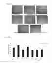 Fig. 34 - Polymers having therapeutically active agents conjugated thereto, processes of preparing same and uses thereof