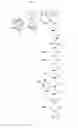 Fig. 42 - Polymers having therapeutically active agents conjugated thereto, processes of preparing same and uses thereof