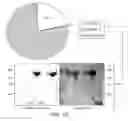 Fig. 04 - Lyophilized compositions comprosing albumin-EGFR paclitaxel nanoparticle complexes