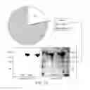 Fig. 04 - Methods of using albumin-CD20 paclitaxel nanoparticle complex compositions for treating cancer