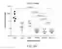 Fig. 12 - Methods of using albumin-CD20 paclitaxel nanoparticle complex compositions for treating cancer