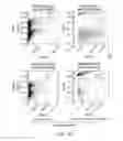Fig. 02 - Lyophilized compositions comprising albumin-rankl or albumin-GD2 paclitaxel nanoparticle complexes
