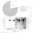 Fig. 04 - Lyophilized compositions comprising albumin-rankl or albumin-GD2 paclitaxel nanoparticle complexes