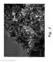 Fig. 03 - Method for preparing chitosan-coated magnetic nanoparticles for protein immobilization