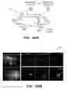 Fig. 117 - SYSTEM AND METHOD FOR OPTOGENETIC THERAPY