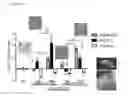 Fig. 07 - CORNEA MIMETIC BIOMATERIALS: VITRIFIED COLLAGEN-CYCLODEXTRIN IMPLANTS