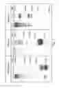 Fig. 02 - COMPOSITIONS AND METHODS FOR SCAFFOLD FORMATION