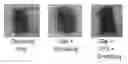 Fig. 01 - Crosslinked peptide hydrogels