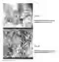 Fig. 09 - Crosslinked peptide hydrogels
