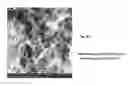 Fig. 10 - Crosslinked peptide hydrogels