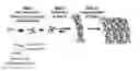 Fig. 01 - Crosslinked peptide hydrogels