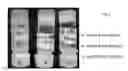 Fig. 07 - Crosslinked peptide hydrogels