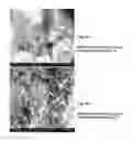 Fig. 09 - Crosslinked peptide hydrogels