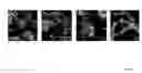 Fig. 53 - Crosslinked peptide hydrogels
