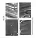 Fig. 20 - Decreasing bacterial responses on nano-modified titanium