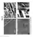 Fig. 22 - Decreasing bacterial responses on nano-modified titanium