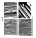 Fig. 23 - Decreasing bacterial responses on nano-modified titanium