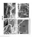 Fig. 33 - Decreasing bacterial responses on nano-modified titanium