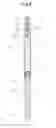 Fig. 03 - Syringe assembly, syringe assembly packaging, outer cylinder seal cap, and prefilled syringe