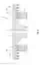 Fig. 05 - Curved manual treadmill