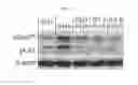 Fig. 04 - BICYCLIC HETEROCYCLES CAPABLE OF MODULATING T-CELL RESPONSES, AND METHODS OF USING SAME