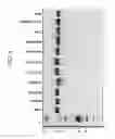 Fig. 05 - METHODS OF PURIFYING ANTIBODIES