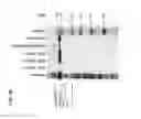 Fig. 11 - METHODS OF PURIFYING ANTIBODIES