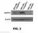 Fig. 09 - Methods and compositions for red-shifted chromophore substitution for optogenetic applications
