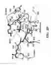 Fig. 09 - Modified integrin polypeptides, modified integrin polypeptide dimers, and uses thereof