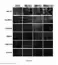 Fig. 09 - Compositions and methods for increasing the expression and signalling of proteins on cell surfaces