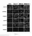 Fig. 10 - Compositions and methods for increasing the expression and signalling of proteins on cell surfaces