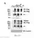 Fig. 12 - Compositions and methods for increasing the expression and signalling of proteins on cell surfaces