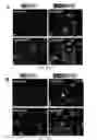 Fig. 15 - Compositions and methods for increasing the expression and signalling of proteins on cell surfaces