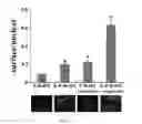 Fig. 16 - Compositions and methods for increasing the expression and signalling of proteins on cell surfaces