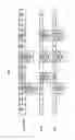 Fig. 11 - Rodent combinatorial antibody libraries