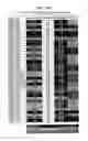 Fig. 19 - Rodent combinatorial antibody libraries