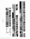 Fig. 53 - Rodent combinatorial antibody libraries