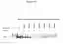 Fig. 04 - NOTCH1 RECEPTOR BINDING AGENTS AND METHODS OF USE THEREOF